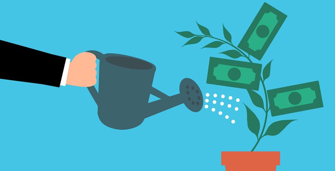 Money tree being watered Money tree being watered