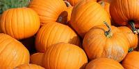 Pumpkin Carving at Brockholes